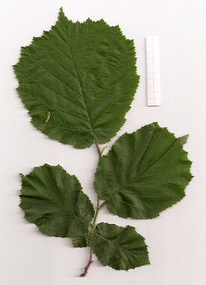 Datei:Haselnussblatt-scann-fruehjahr.jpg